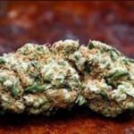 Special CBD Sfuso