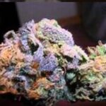 Tangi Purple CBD