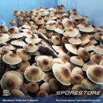 Alacabenzi Spores