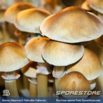 Burma Spores