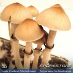 Ecuador Spores