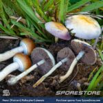 Hanoi Spores