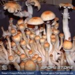 Keeper’s Creepers Spores