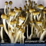 Oasis Spores