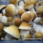 Penis Envy Spores