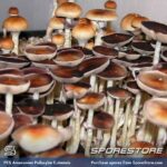 PES Amazonian Spores