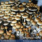 Pink Buffalo Spores (Hairy Buffalo Spores)