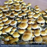 Treasure Coast Spores
