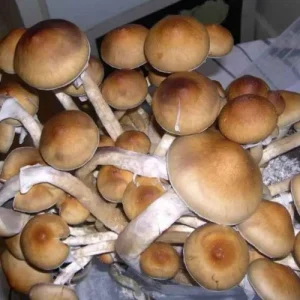 Thai-Tanic (Thai Lipa Yai Cubensis) Spores