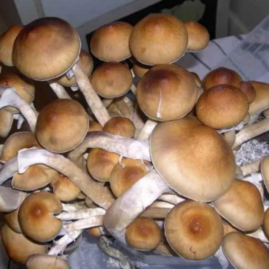 Thai-Tanic (Thai Lipa Yai Cubensis) Spores