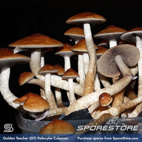 golden-teacher-gt-mushroom-spores-psilocybe-cubensis_spore-store_main_01
