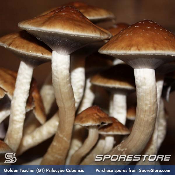 golden-teacher-gt-mushroom-spores-psilocybe-cubensis_spore-store_main_02