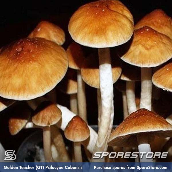golden-teacher-gt-mushroom-spores-psilocybe-cubensis_spore-store_main_03