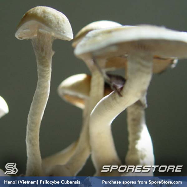 hanoi-vietnam-magic-mushroom-spores-psilocybe-cubensis_spore-store_main_01