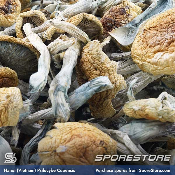 hanoi-vietnam-magic-mushroom-spores-psilocybe-cubensis_spore-store_main_03