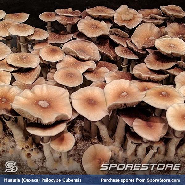 huautla-oaxaca-mushroom-spores-psilocybe-cubensis_spore-store_main_01