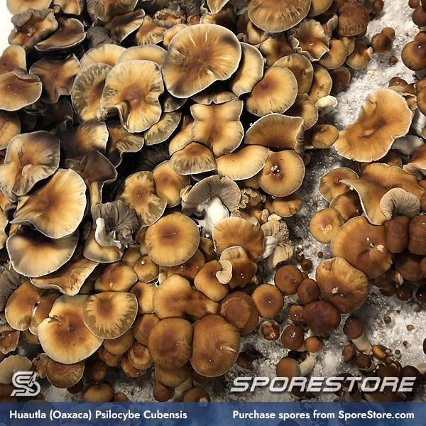 huautla-oaxaca-mushroom-spores-psilocybe-cubensis_spore-store_main_02