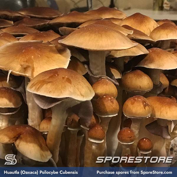 huautla-oaxaca-mushroom-spores-psilocybe-cubensis_spore-store_main_03