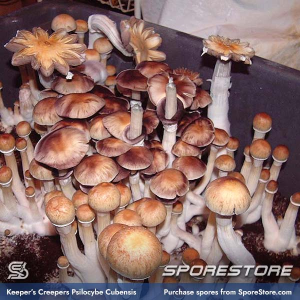 keepers-creepers-magic-mushroom-spores-psilocybe-cubensis_spore-store_main_03