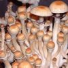 Keeper's Creepers Spores