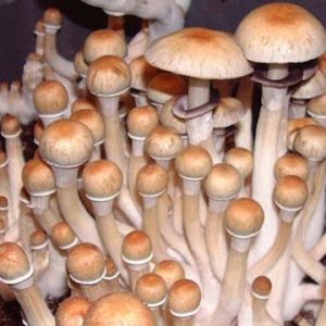 Keeper's Creepers Spores