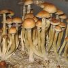 Oasis Spores