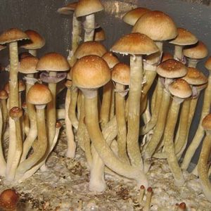 Oasis Spores