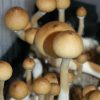 PES Hawaiian Spores