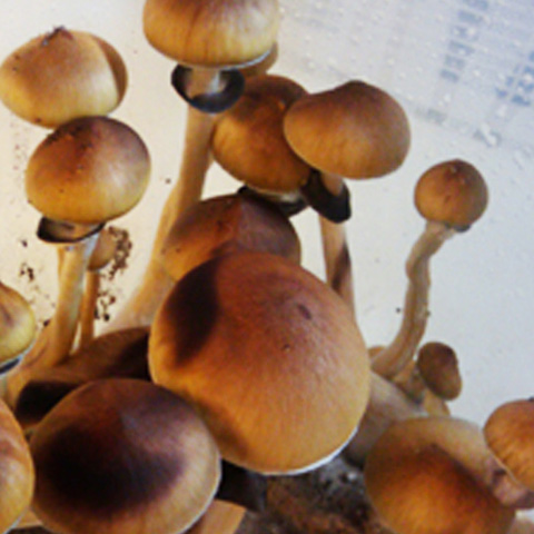 pes-hawaiian-hawaii_sporesyringes_03