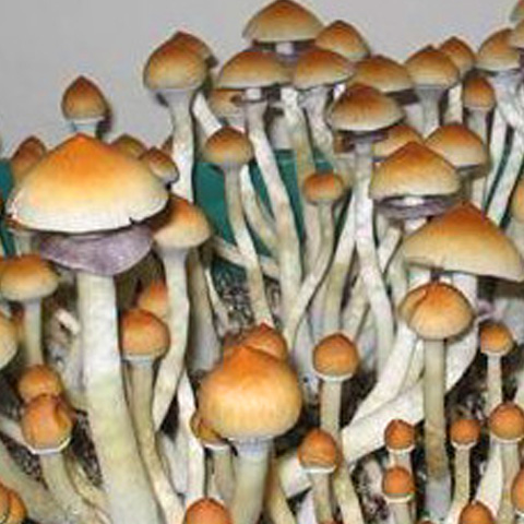 pes-hawaiian-hawaii_sporesyringes_04