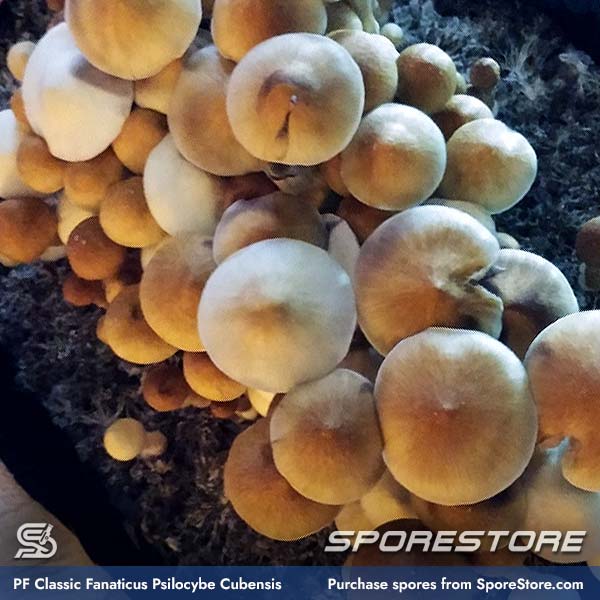 pf-classic-fanaticus-magic-mushroom-spores-psilocybe-cubensis_spore-store__main_02