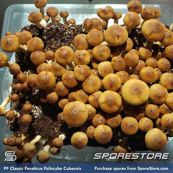pf-classic-fanaticus-magic-mushroom-spores-psilocybe-cubensis_spore-store__main_03