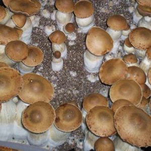 PF Classic Professor Fanaticus Spores