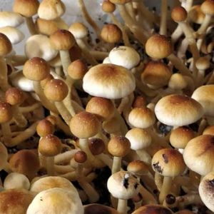 Plantasia Mystery Spores