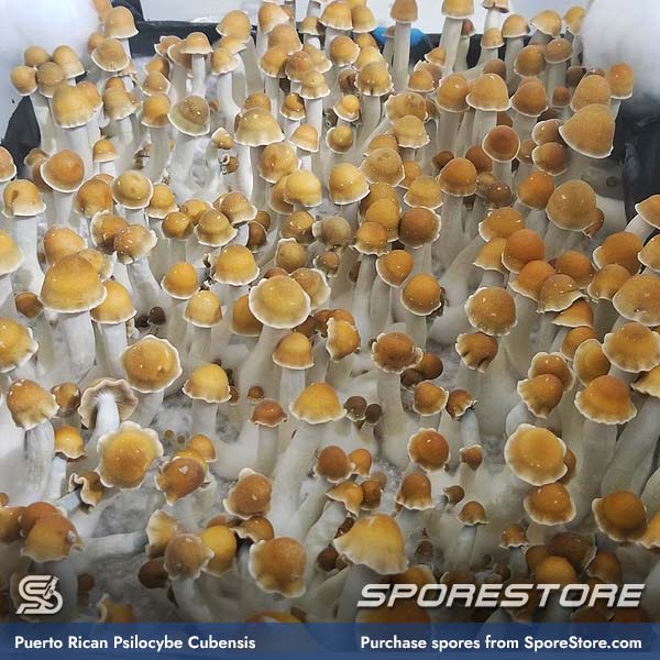 puerto-rican-magic-mushroom-spores-psilocybe-cubensis_spore-store_main_01