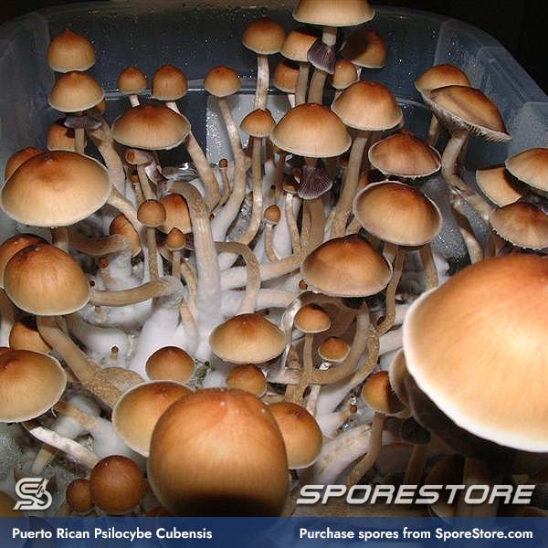 puerto-rican-magic-mushroom-spores-psilocybe-cubensis_spore-store_main_02