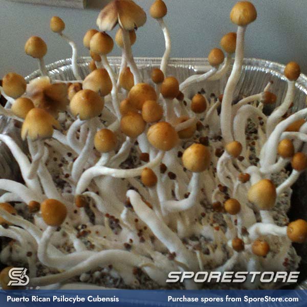 puerto-rican-magic-mushroom-spores-psilocybe-cubensis_spore-store_main_03