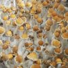 Puerto Rican Spores