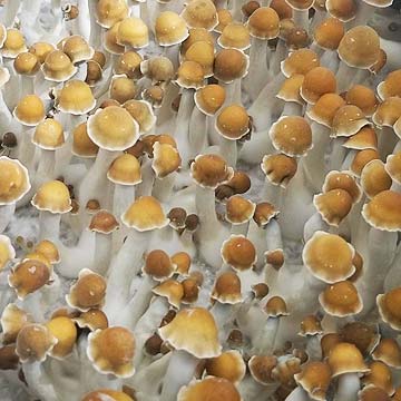 Puerto Rican Spores