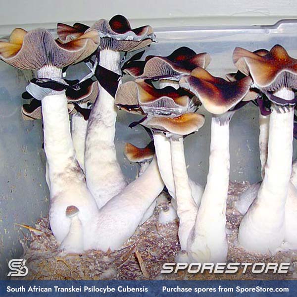 south-african-transkei-magic-mushroom-spores-psilocybe-cubensis_spore-store_main_01