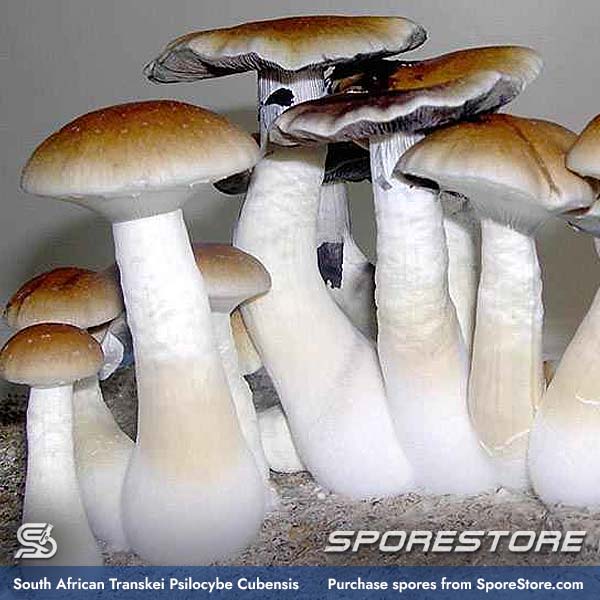 south-african-transkei-magic-mushroom-spores-psilocybe-cubensis_spore-store_main_02
