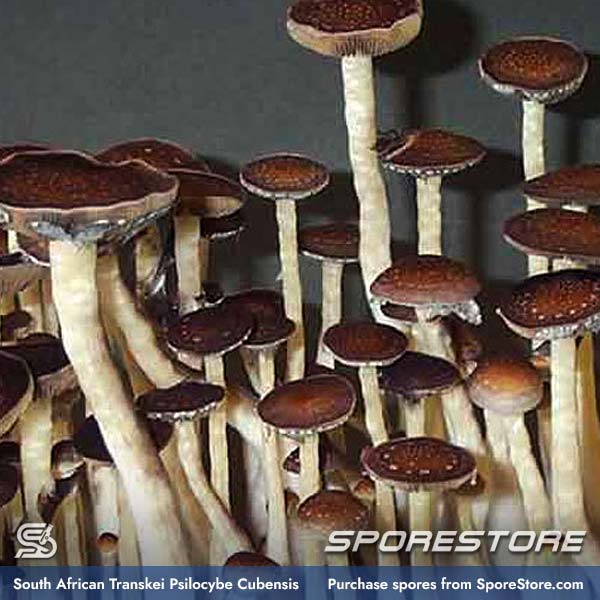 south-african-transkei-magic-mushroom-spores-psilocybe-cubensis_spore-store_main_03