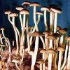StarGazer Spores