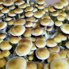 Treasure Coast Spores