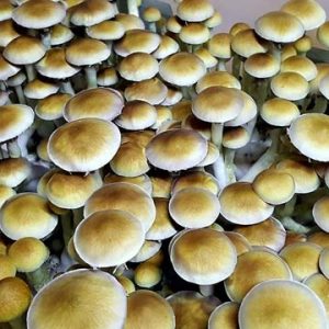 Treasure Coast Spores