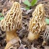 White Morel Spores (Morchella)