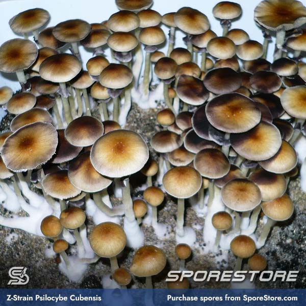 z-strain-magic-mushroom-spores-psilocybe-cubensis_spore-store_main_03