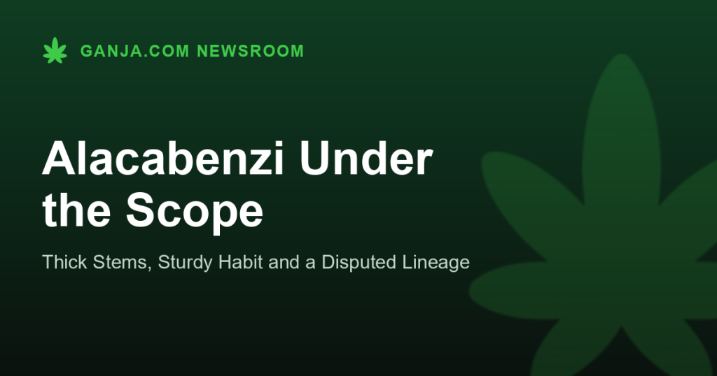 Alacabenzi Under the Scope