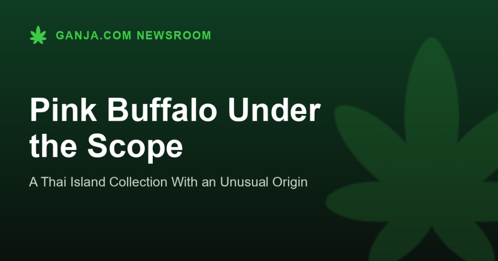 Pink Buffalo Under the Scope