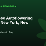 UK Cheese Autoflowering Deals in New York, New York